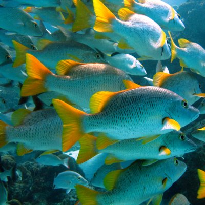 Fish numbers increased in those marine areas that were adequately staffed